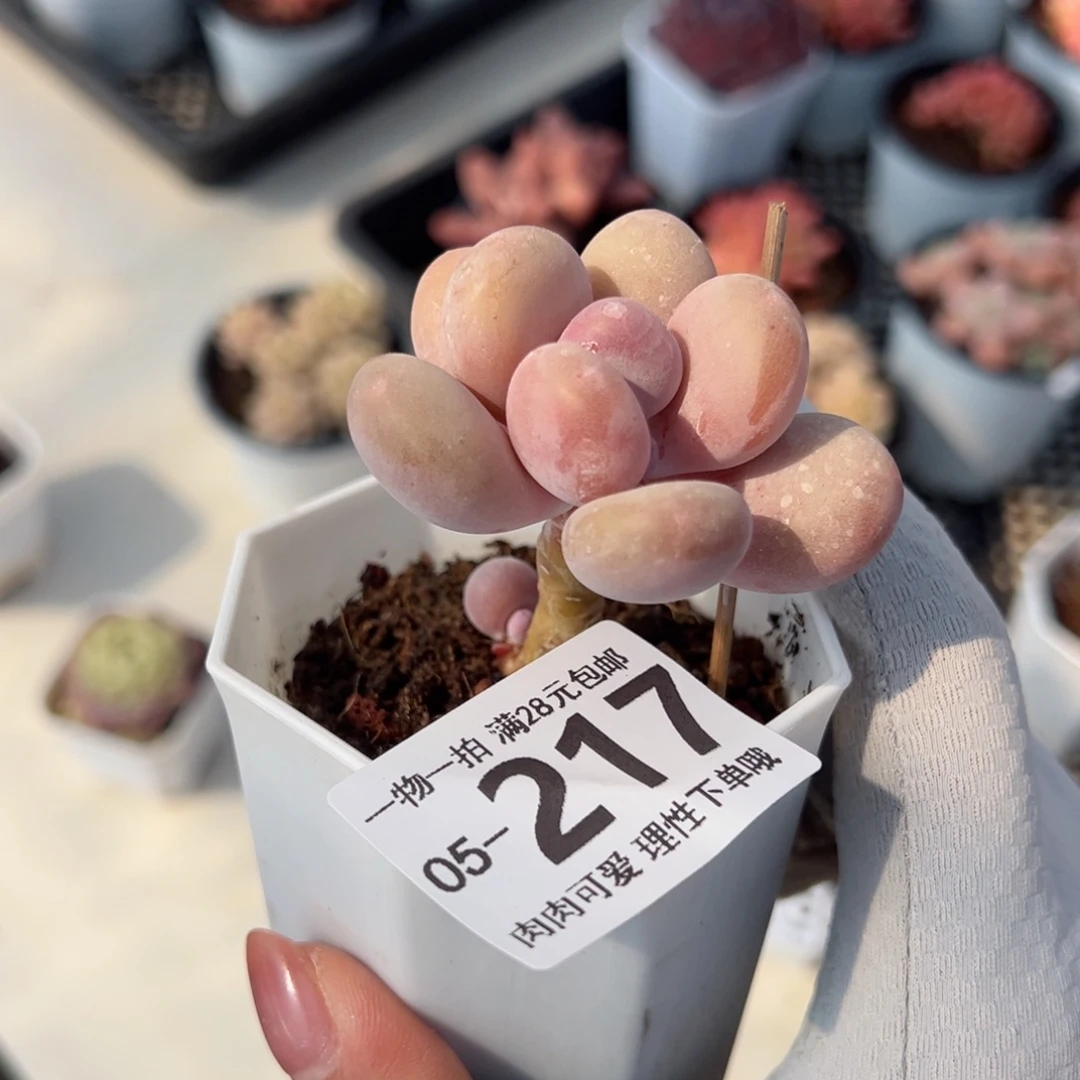 蛋黄奶多肉多肉，