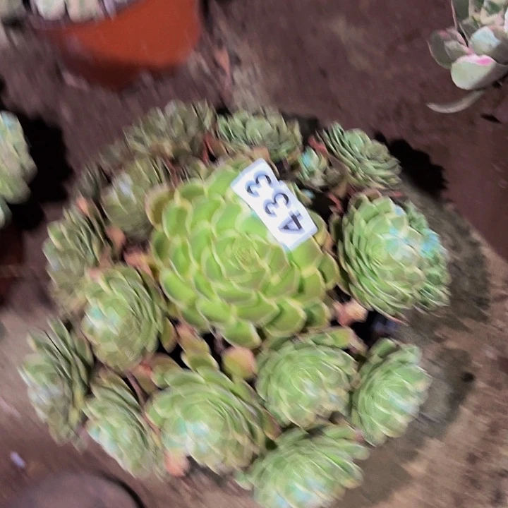 433孔雀翎多肉植物不售后
