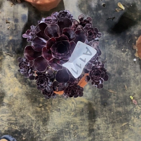 多肉丽娜法师锦福利111