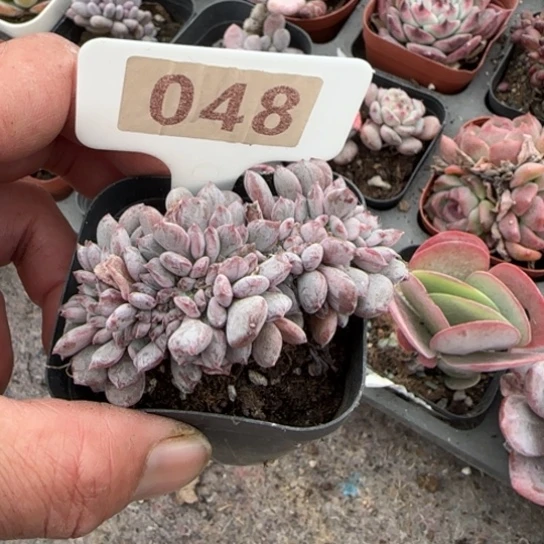 48玛瑙缀多肉植物多