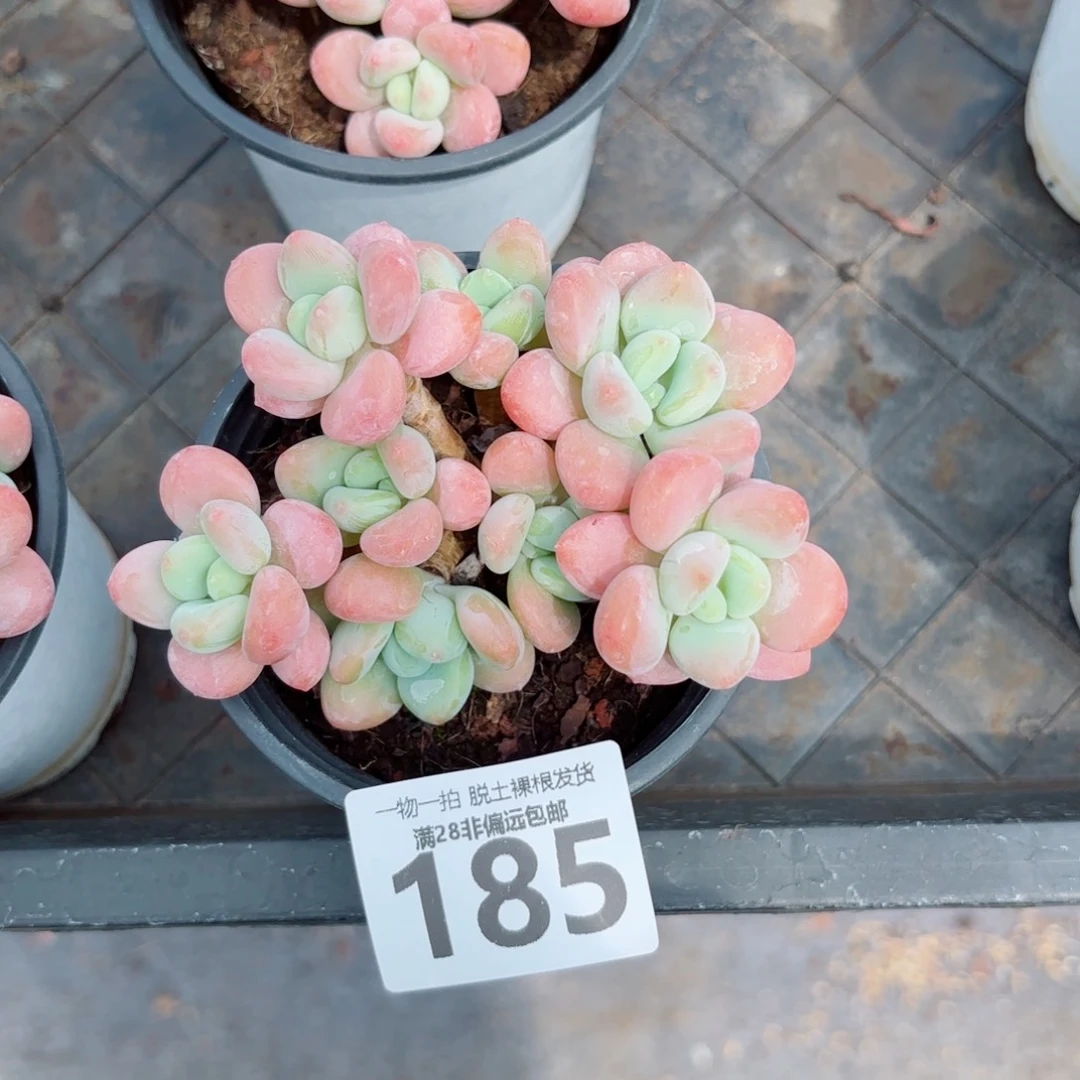 然***主橘子洛神老桩多肉多肉