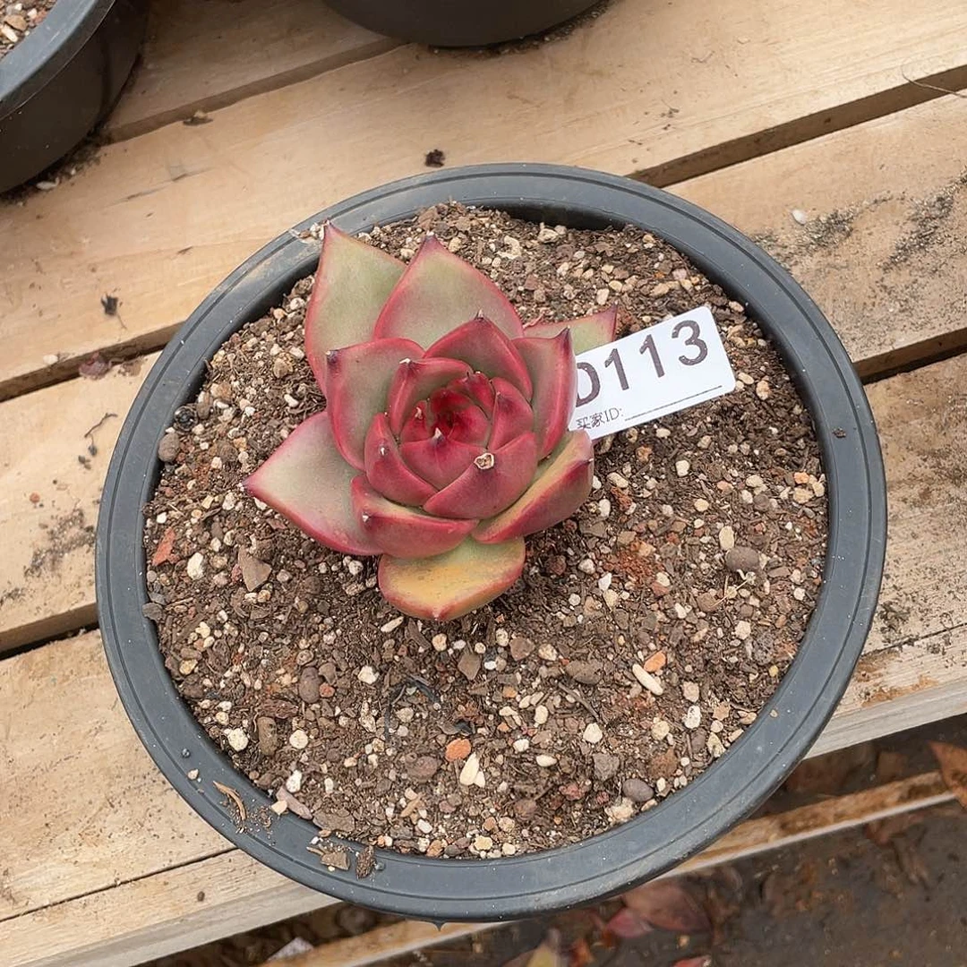 若如东云单拍D113