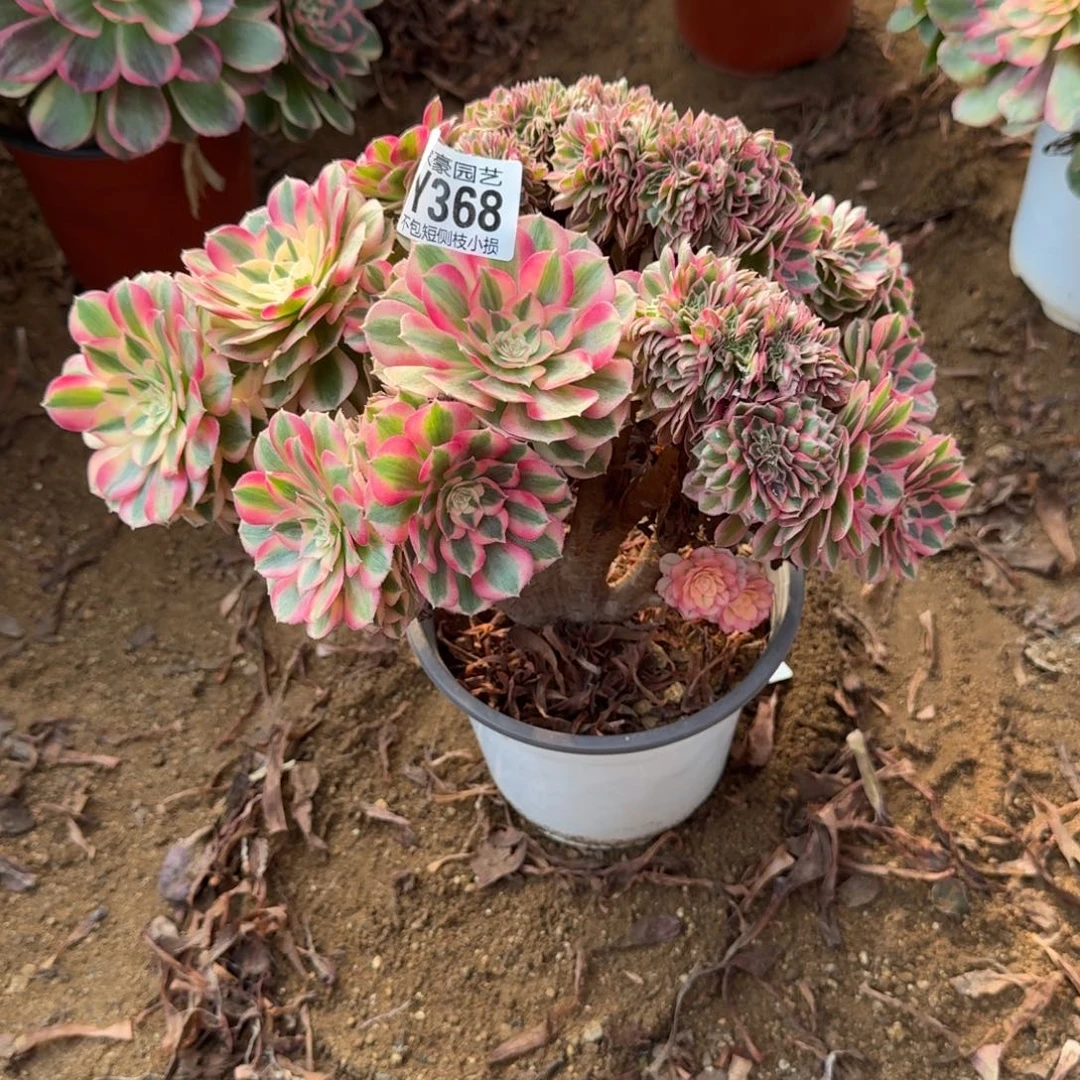 368倾城缀化官服25左右2