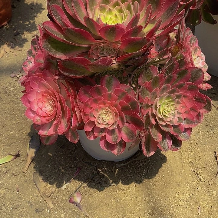 多肉荔枝188多肉