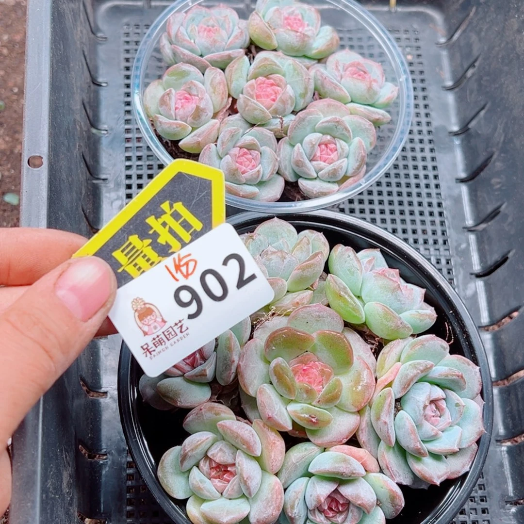 多肉植物多肉植物