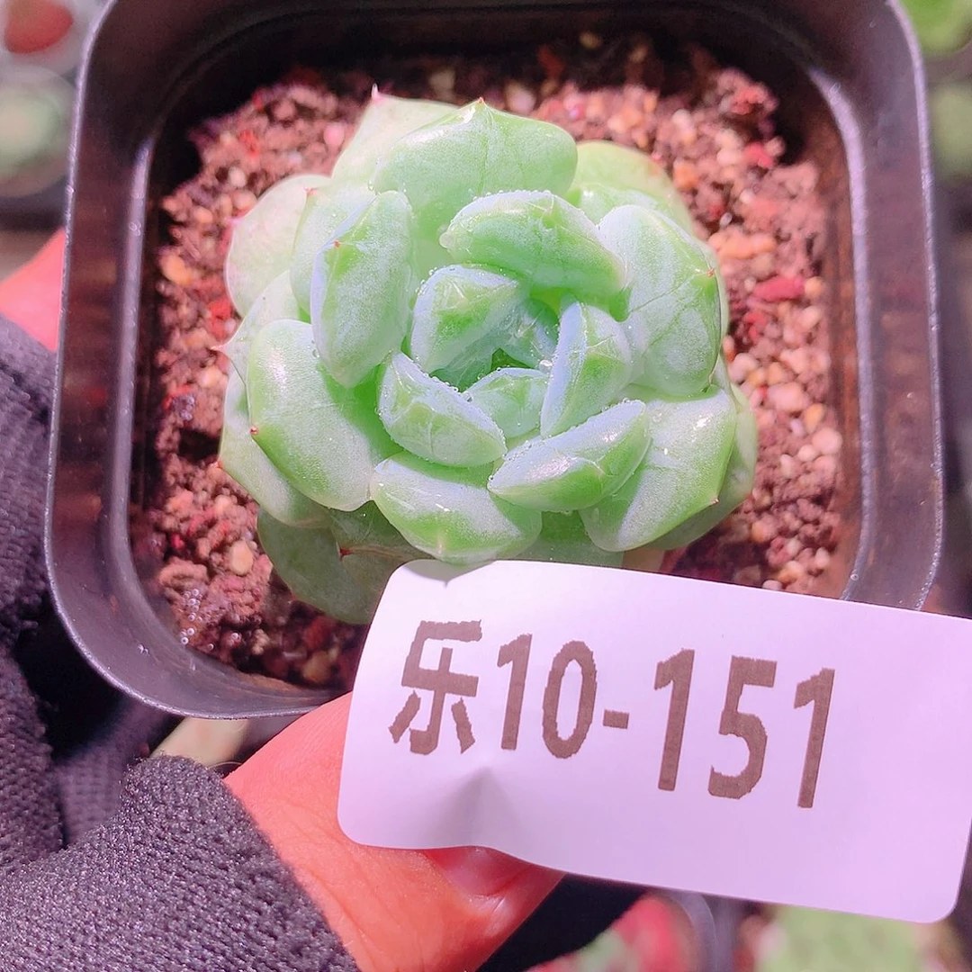 乐然10-151 柔情单头