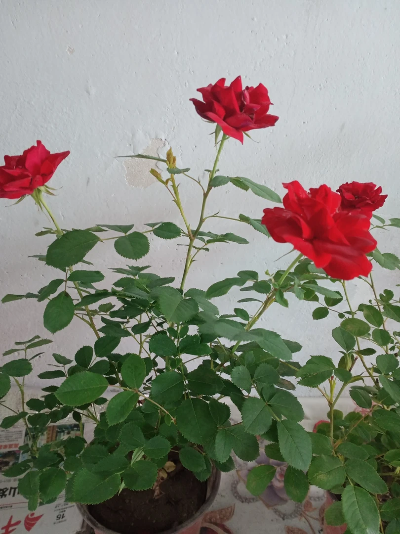 耐寒灌木月季绒霞