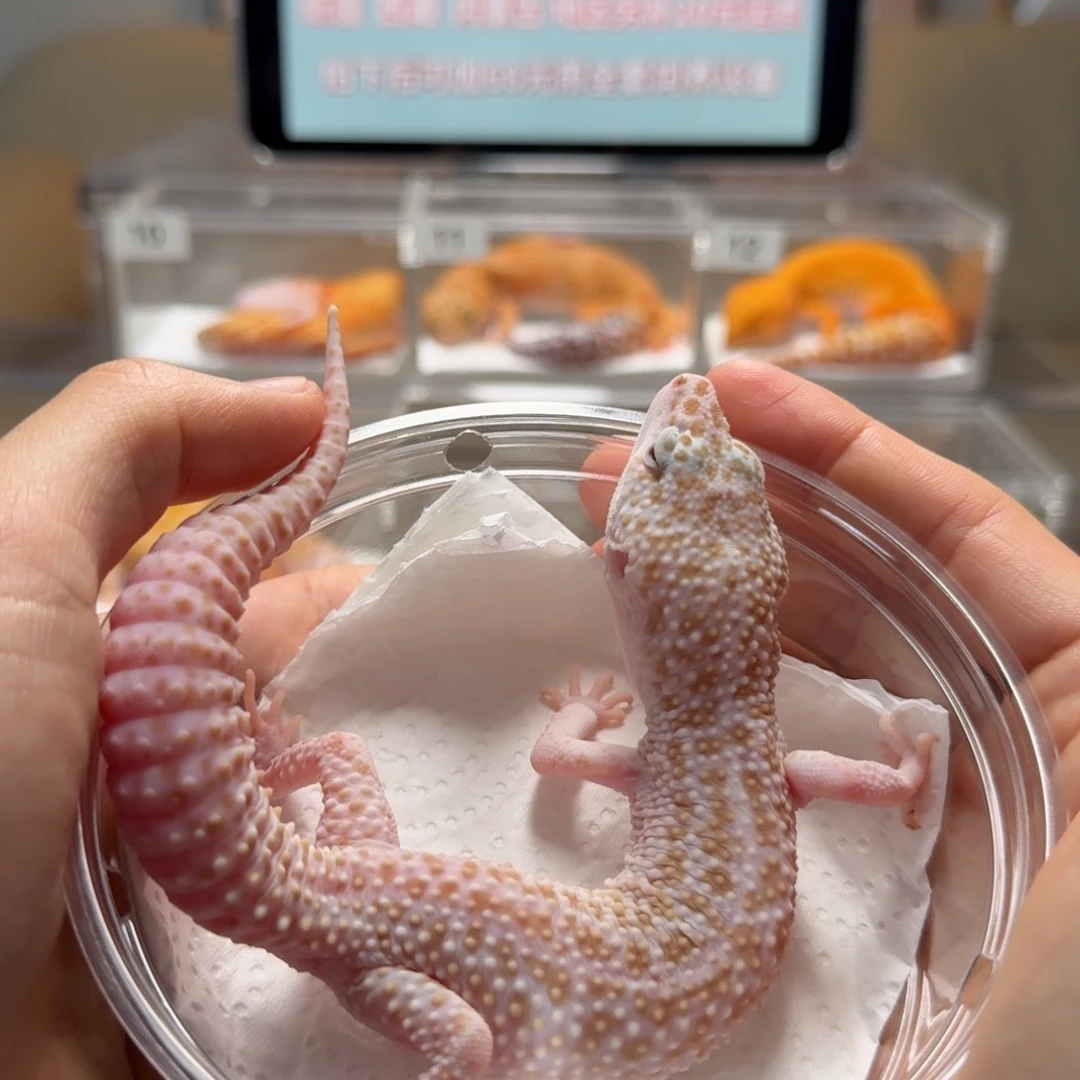 豹纹守宫超级雪花红眼暴迷龙成体公