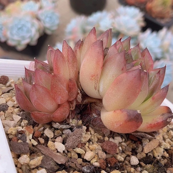 黑水晶杂2398多肉植物
