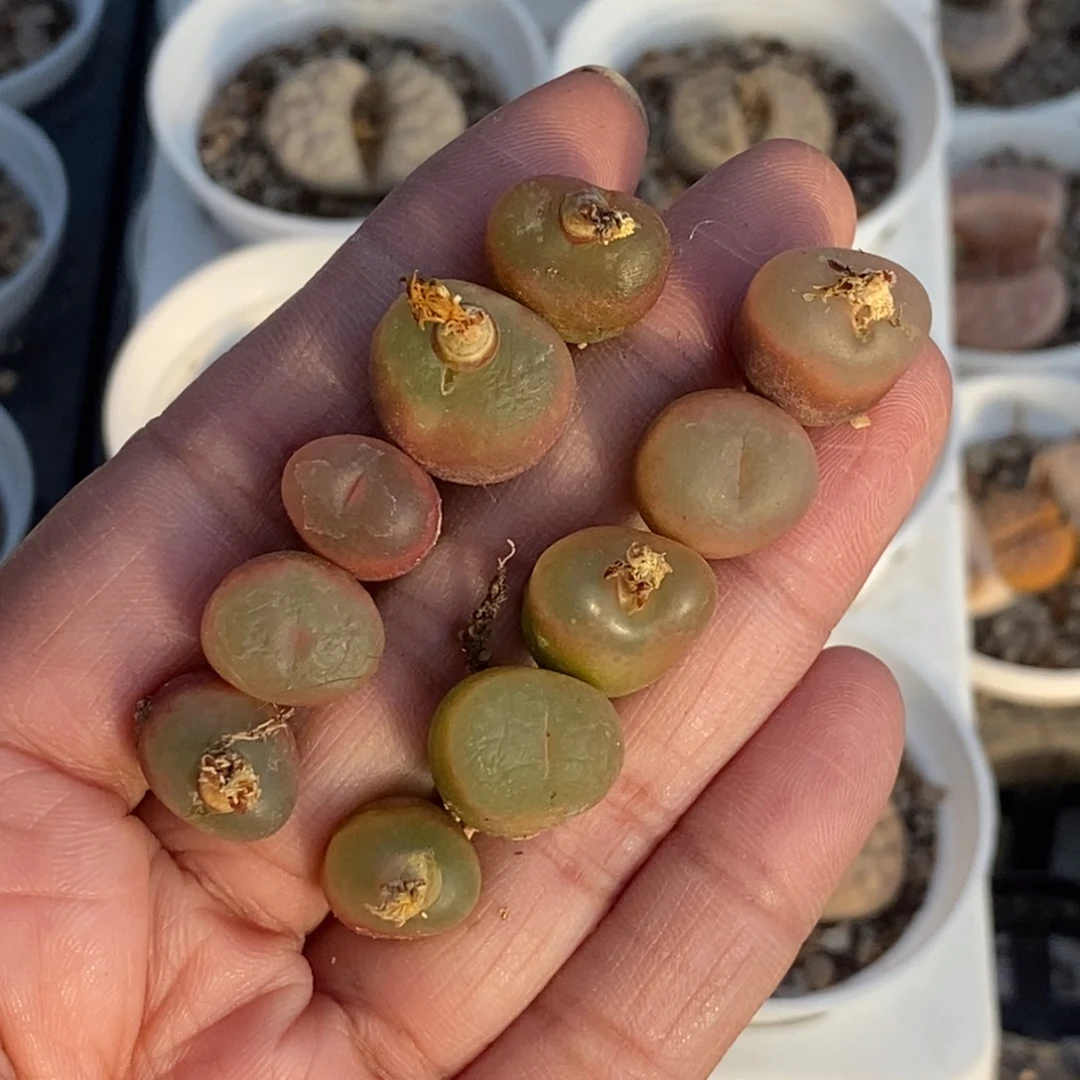 0497 十颗荔枝毛裸根