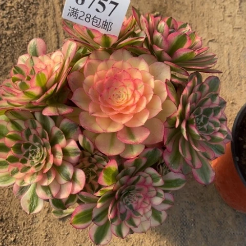 荔枝多肉多肉8757