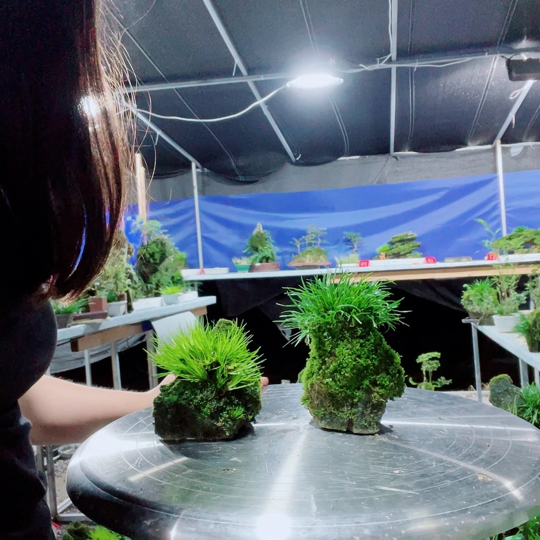 完全开放意阔老师家不带盆