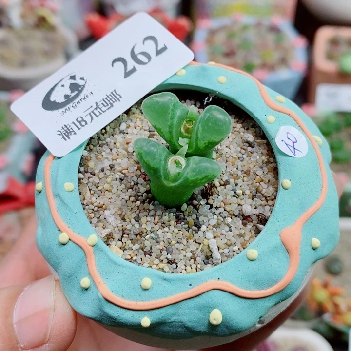 生石花花花花花花花262