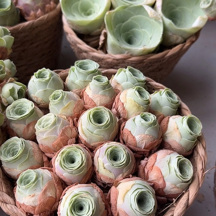 水蜜桃玫瑰20个带框