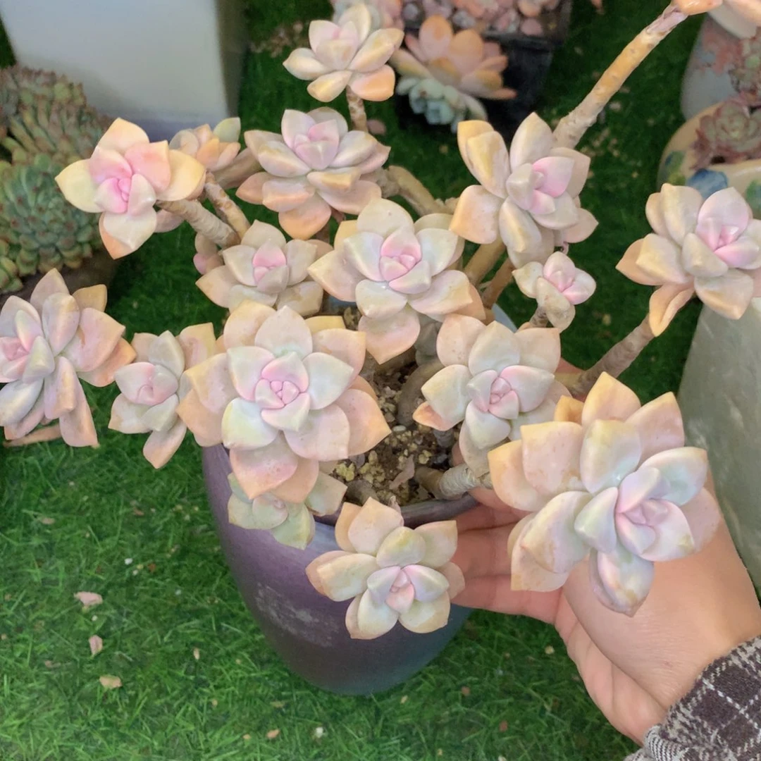 无花朵友家多肉一物一拍