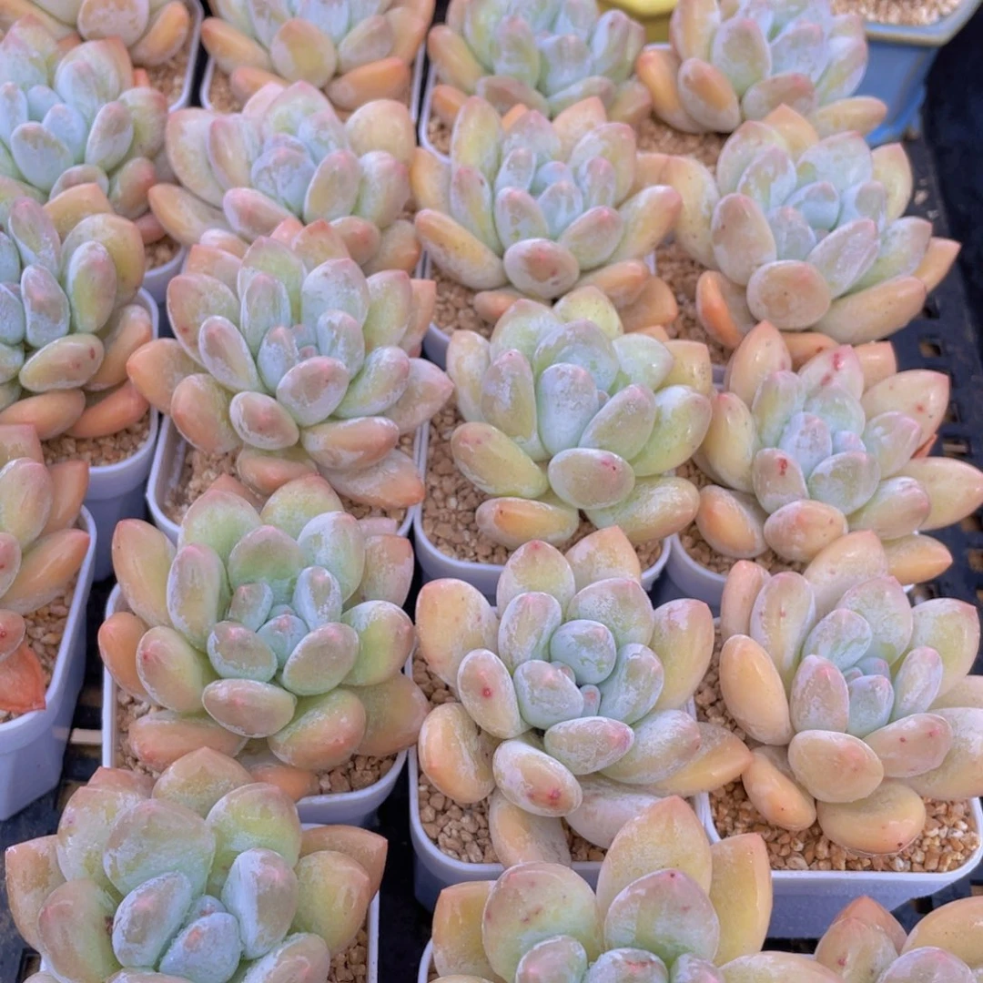 量拍54号 奶油粉香水单头5个