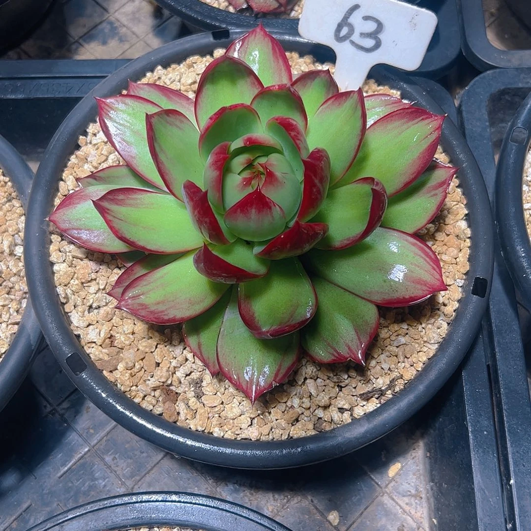 ****.惊鸿仙子一物一拍63号