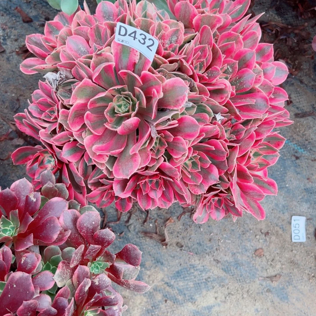 432女妖多肉植物法师多肉