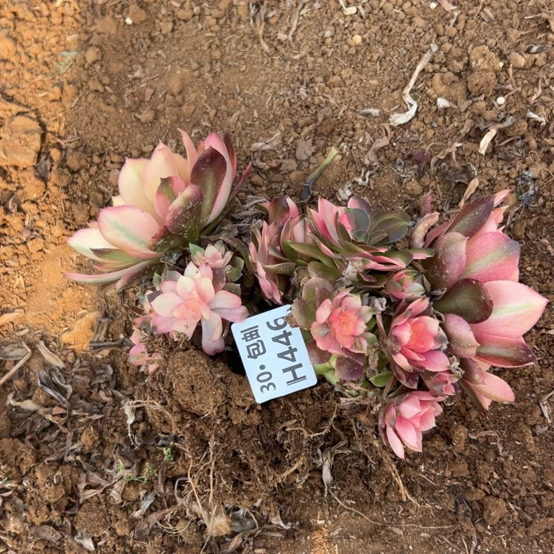 446，香妃，多肉法师