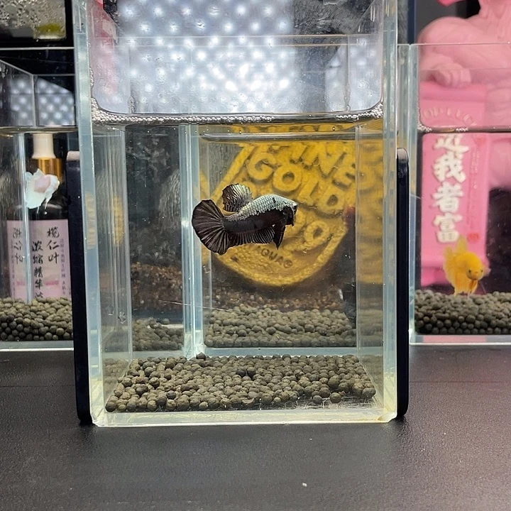 斗鱼30号924早黑武士