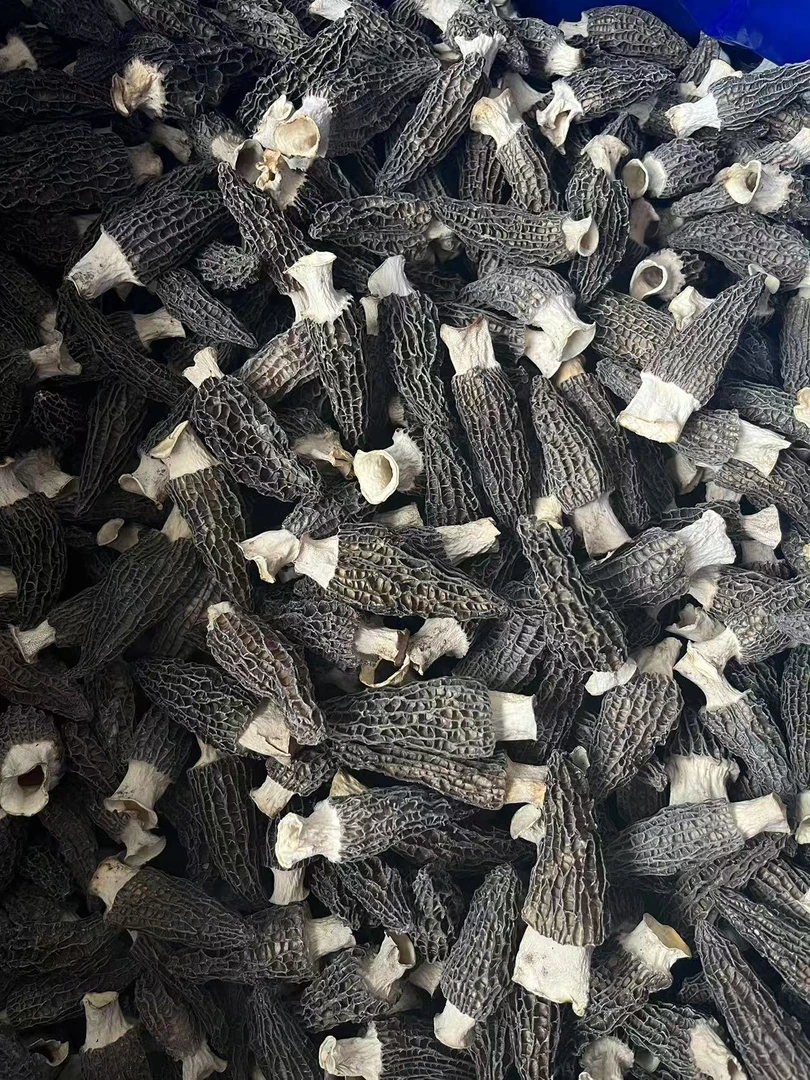 2025年高山羊肚菌六妹精品头荐肉厚细纹干货色黑煲汤酿肉养生佳品