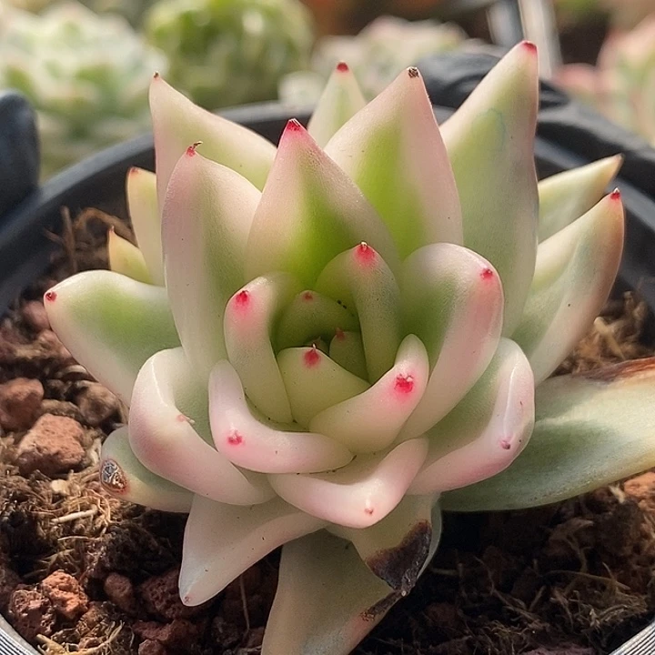 雪白玛丽亚锦多肉植物