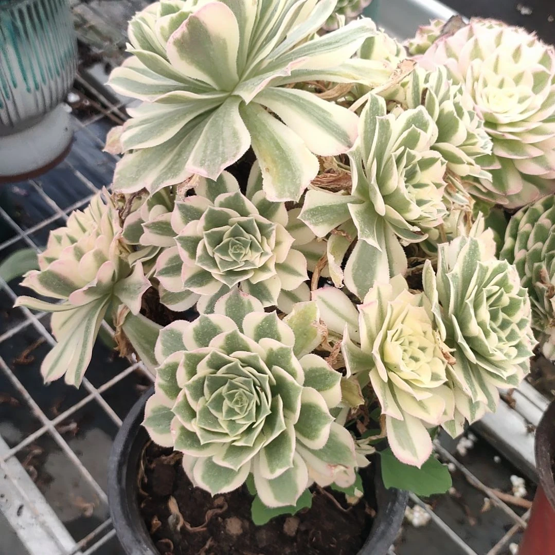 多肉法师锦辛尼亚