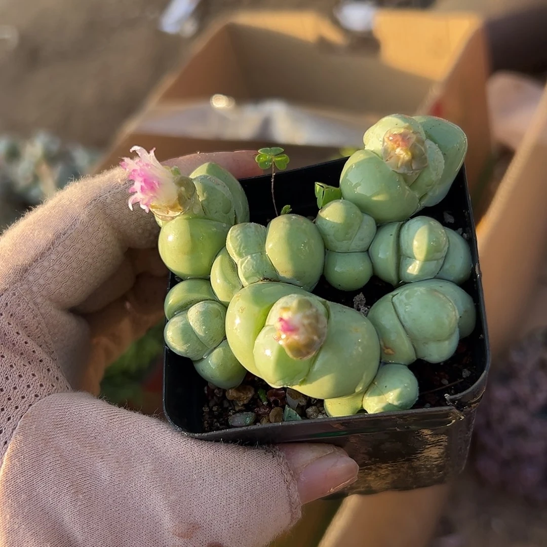 多肉植物多肉植物