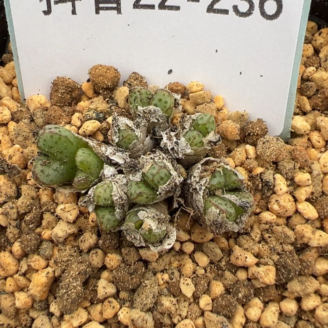 22-236肉锥多肉植物