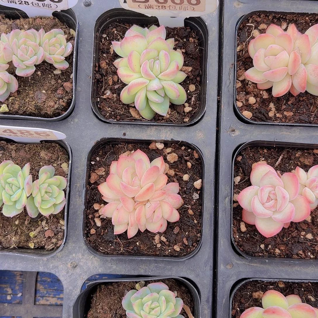 1****9B666两颗泡芙一物一拍