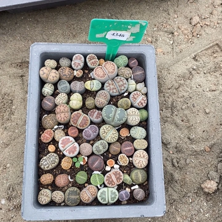 稻***米生石花的季节到啦4346