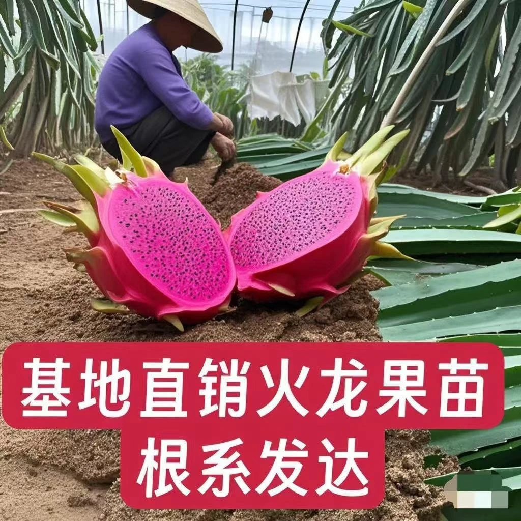 耐寒红心火龙果树苗盆栽阳台庭院种植南北方当年结果水果火龙果苗