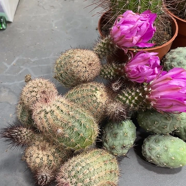 进口虾富丽虾侧芽一个