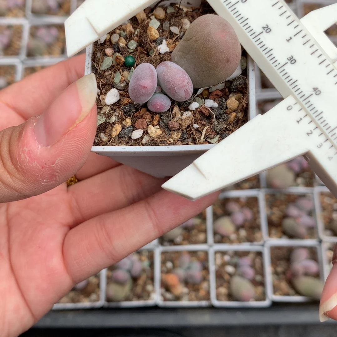 米可奶酪多肉植物