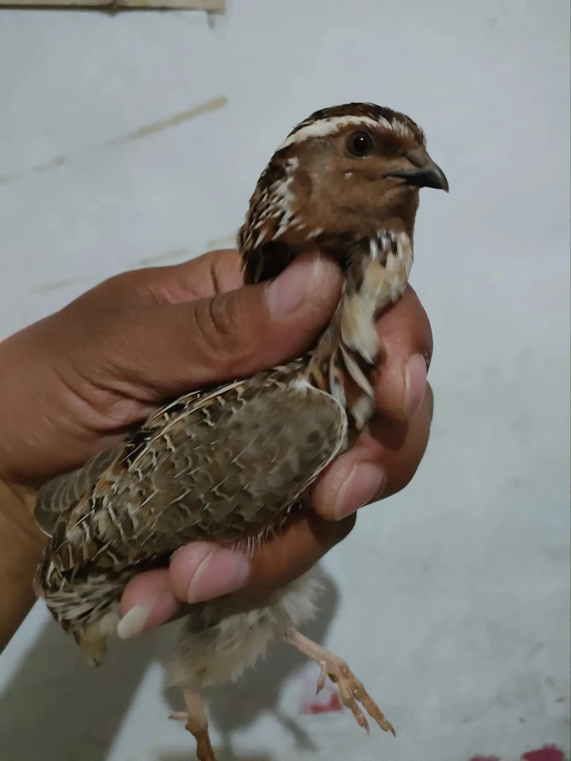 皓艺专业养殖斗鹌鹑