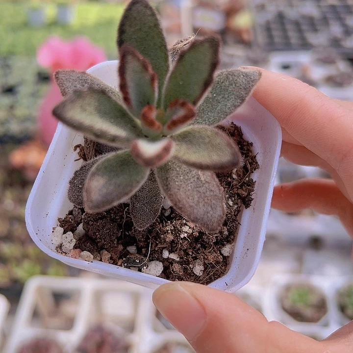 黑兔儿19包邮多肉植物