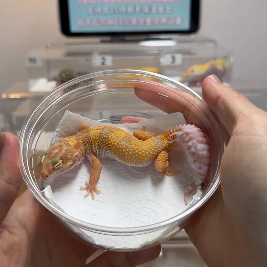 豹纹守宫蜡笔川普妹妹