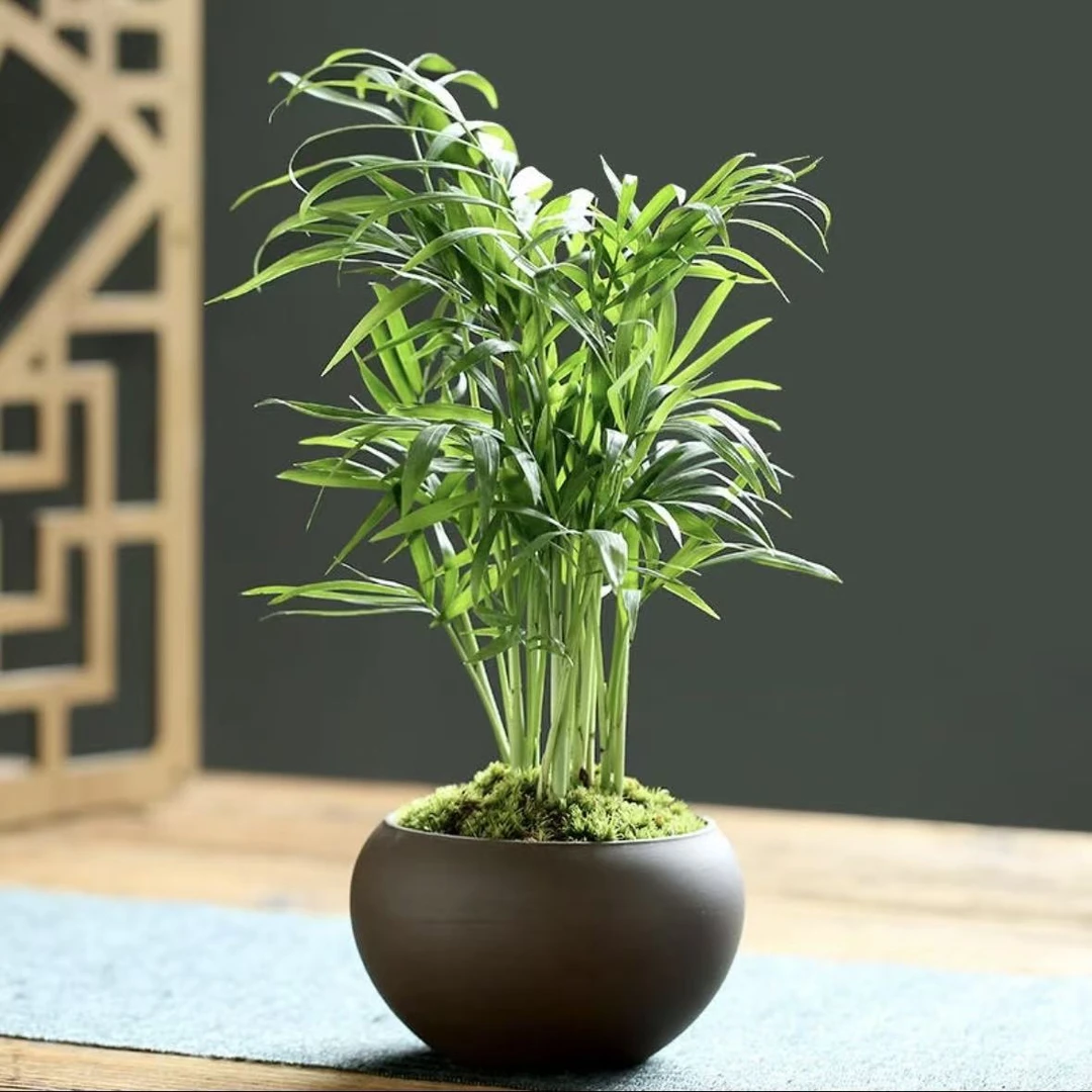 袖珍椰子盆栽四季常青多年生室内外耐阴观叶绿植