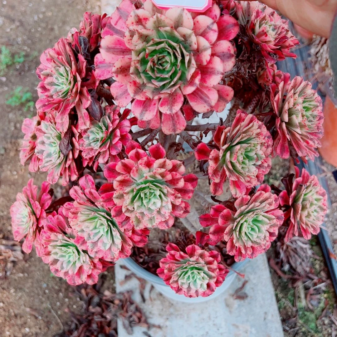 3多肉植物保护研究所所长