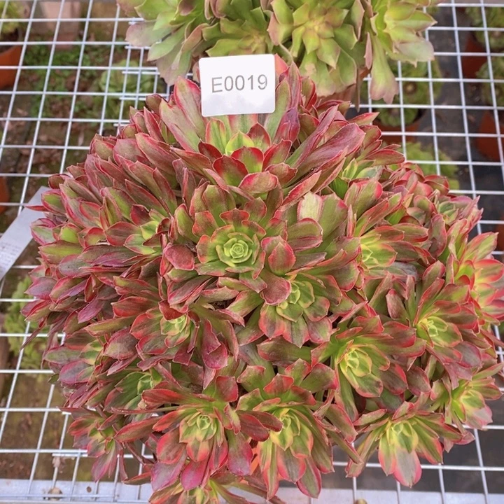 闪购法师1棵安娜0019法师