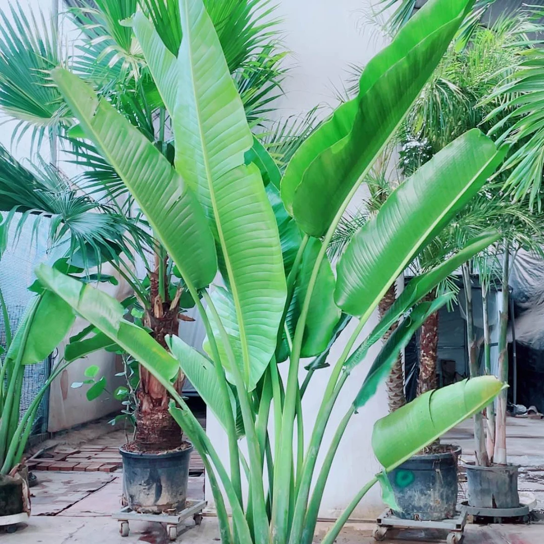 【闪购商品】完全开放若****宿579988900