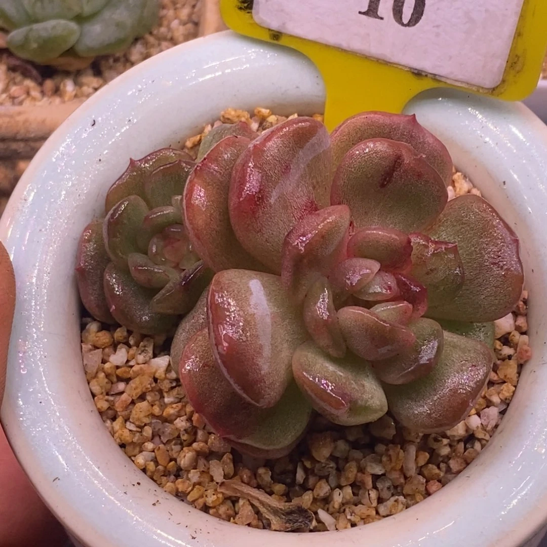 110红恋变异糖心锦