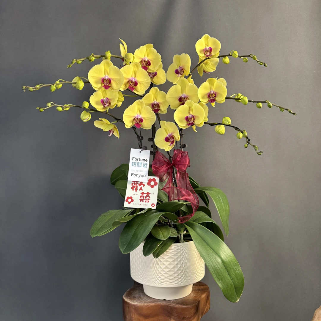 【黄金万两】张灯结彩喜庆色聚宝盆蜡质花蝴蝶兰 有花苞 室内花卉