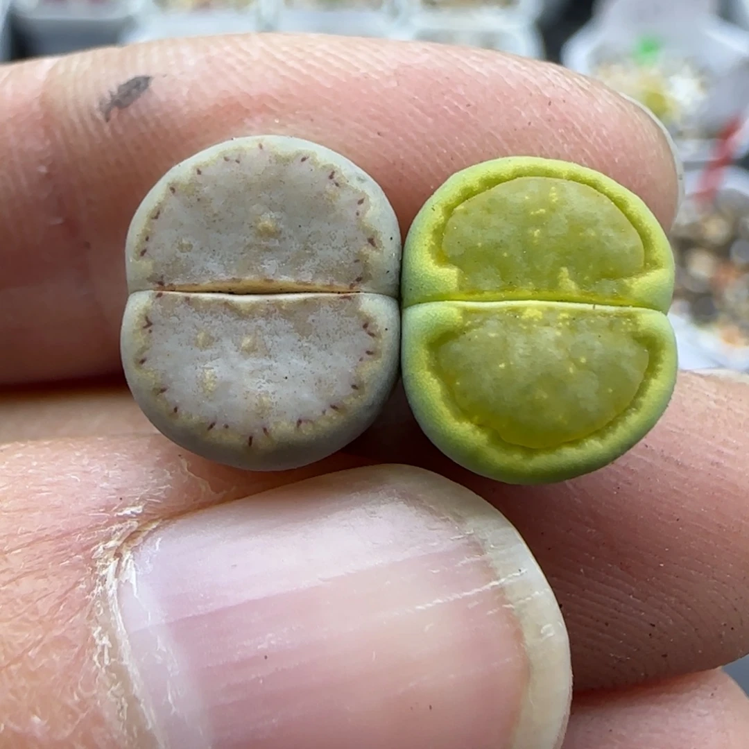 736 清框福利30包邮