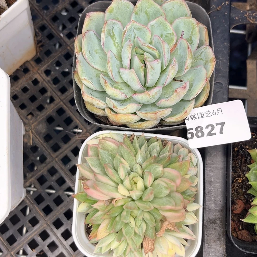 阿雅园艺。    5827