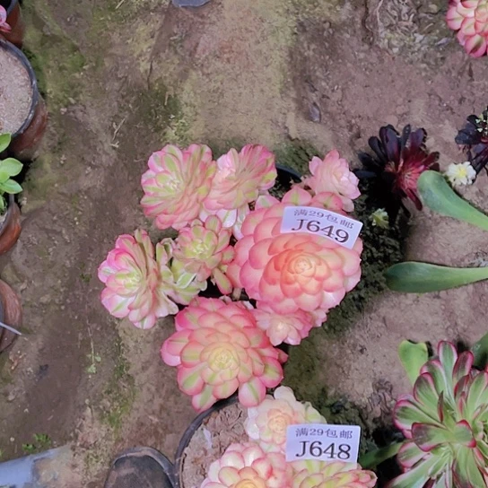 649荔枝嫁接的多肉植物