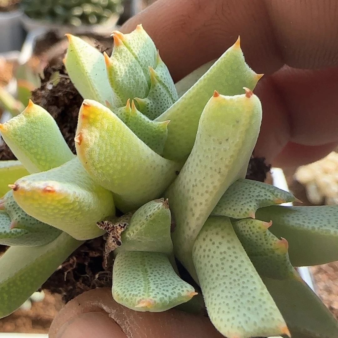 紫**夏脱土28包邮26780