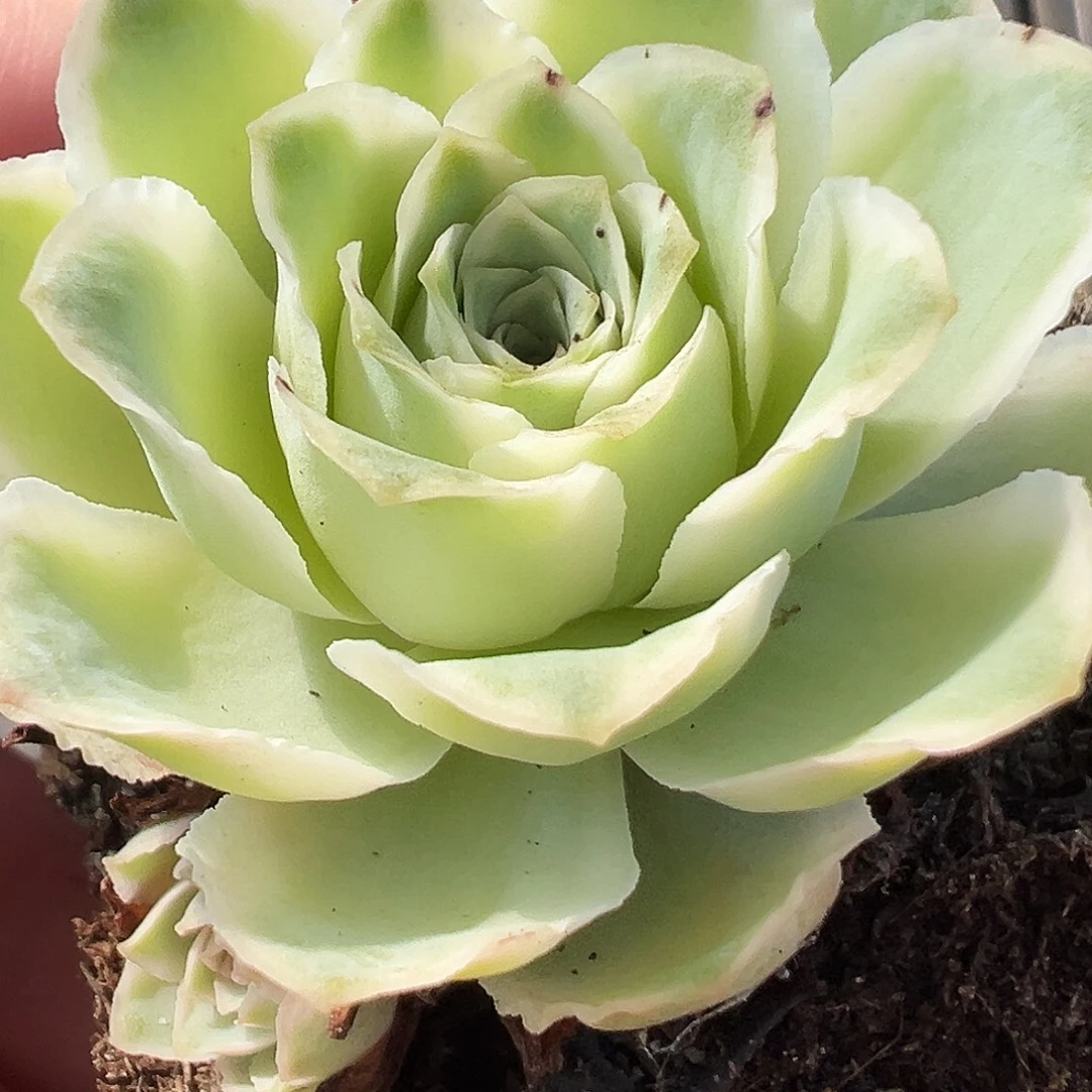 山地玫瑰锦秋夕10月23日194号