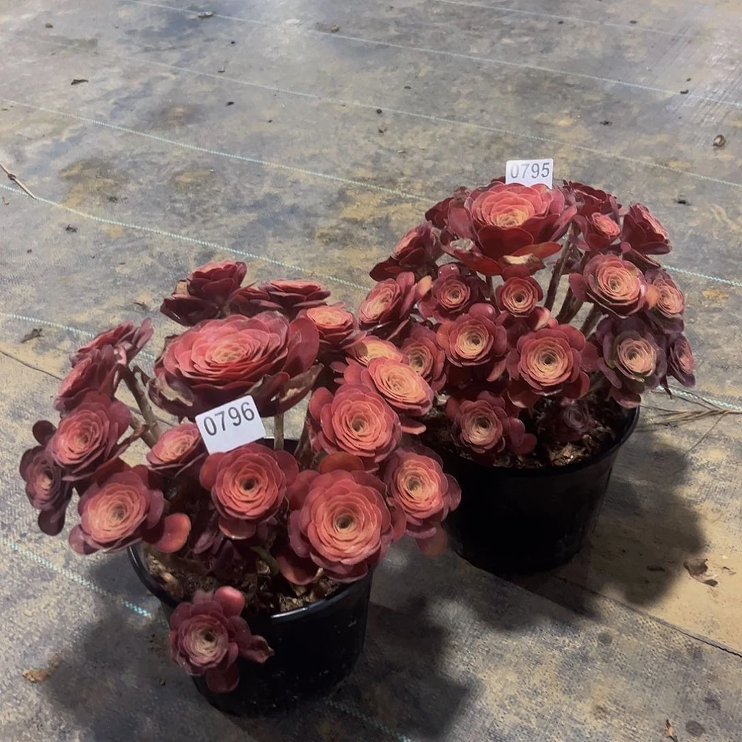 桃*魅金一物一拍0795 0796