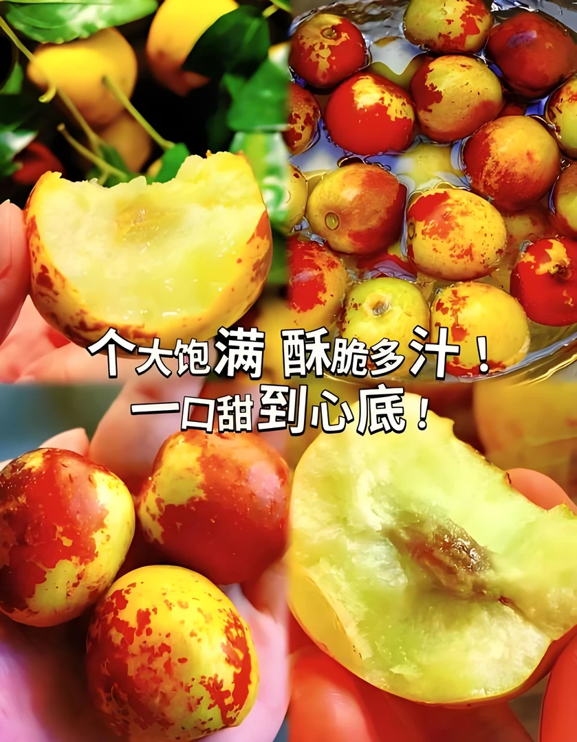 山西庙上冰糖冬枣1-5斤自然成熟新鲜现摘脆甜多汁孕妇水果